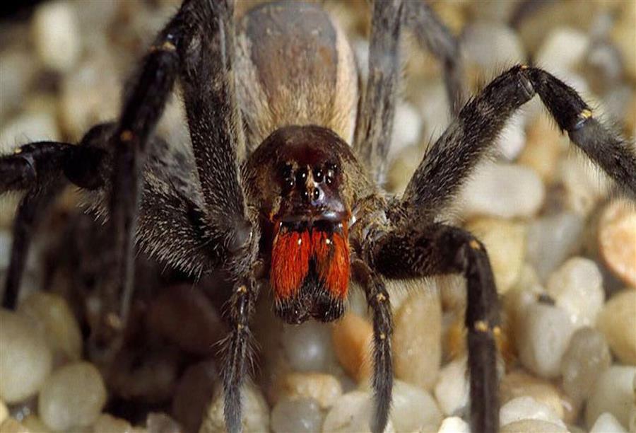 بحث علمي جديد .. لدغة العنكبوت "قد تحل مشاكل الضعف الجنسي"