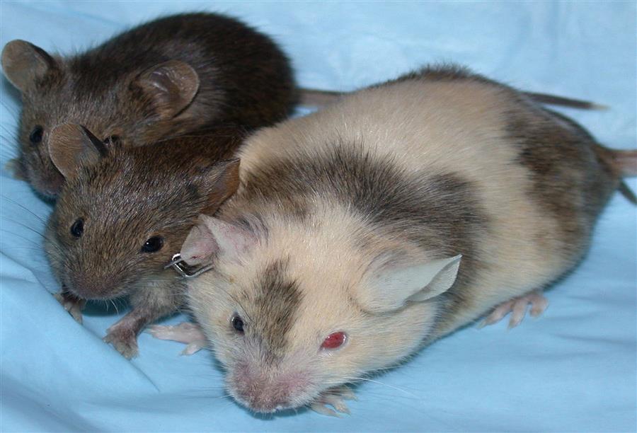 نوبل الطب لأمريكيين وبريطاني نجحوا بتوليد فئران معدلة وراثيا