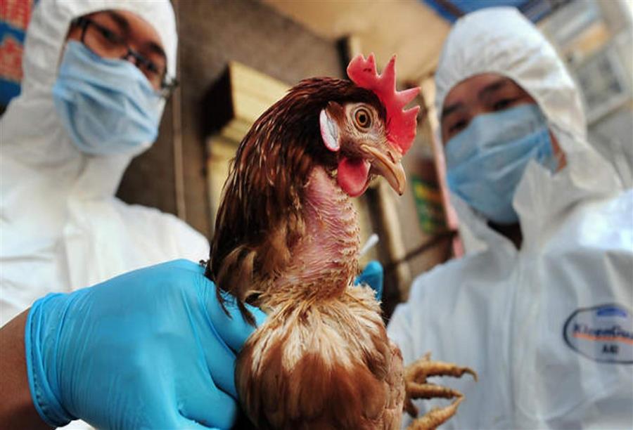 تقرير دولي ينتقد  إجراءات مصر لمكافحة أنفلونزا الطيور