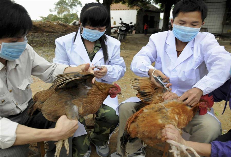 كشف طبي: قطرات أنف جديدة تحمي من الإصابة بإنفلونزا الطيور