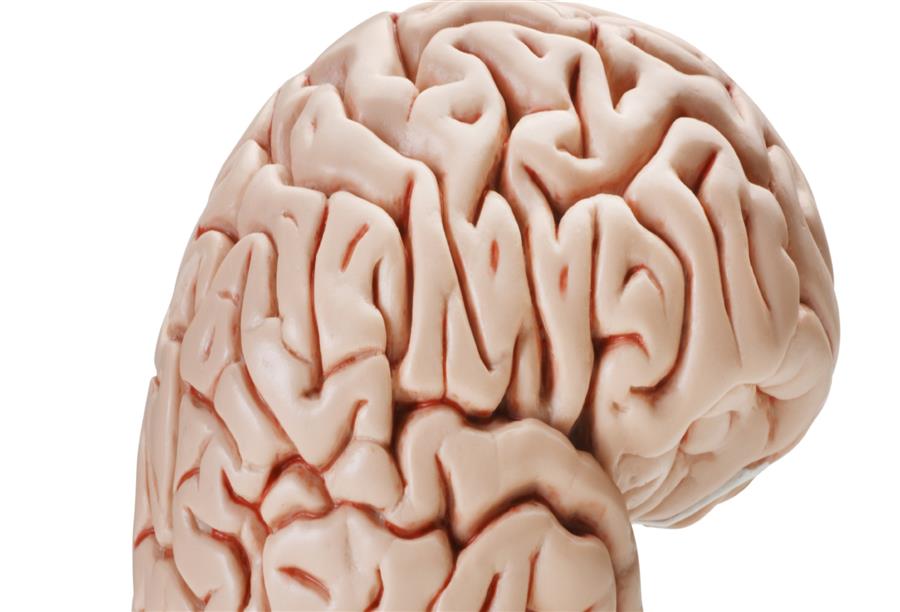 دراسة جديدة ترجح أن مستويات الدوبامين فى المخ تحدد الحالة الاجتماعية