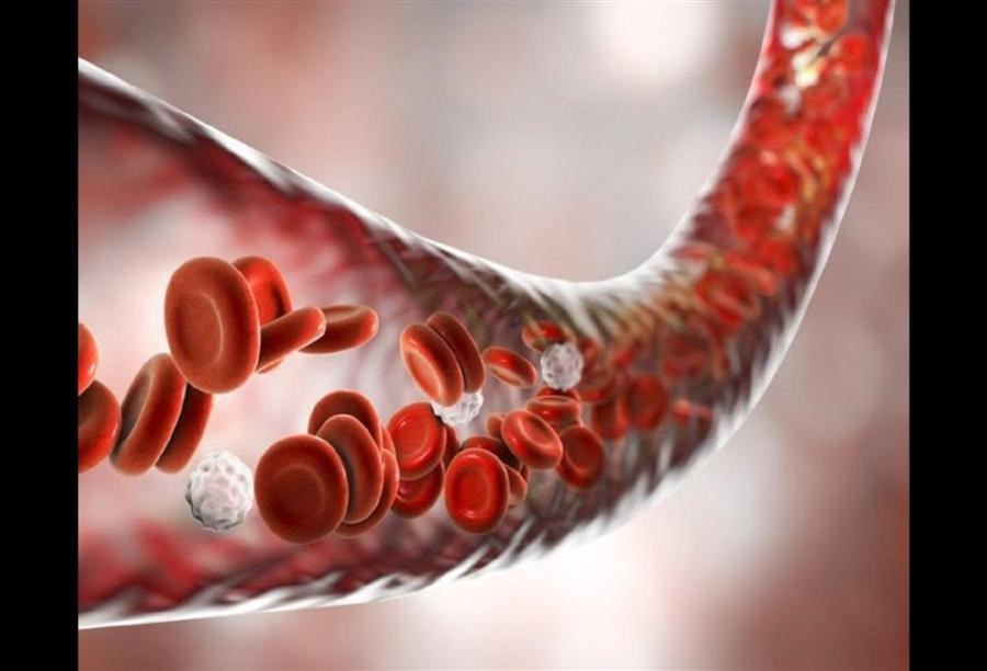 باحثون أميركيون «يستنبتون» أوعية دموية جديدة .. يمكن تخزينها وزرعها دون أن يحاربها جهاز المناعة