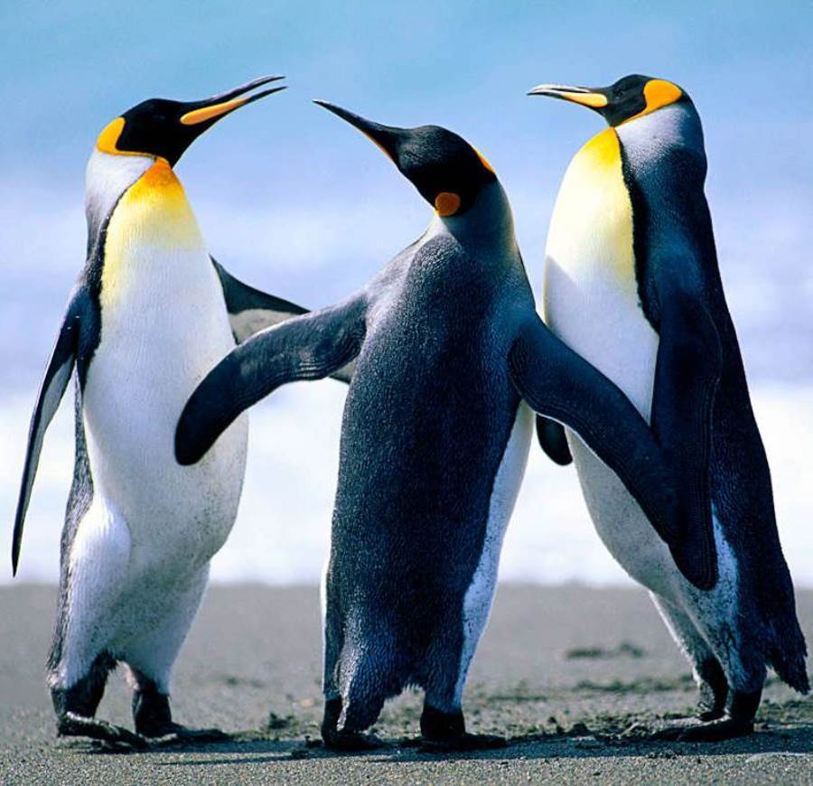  ارتفاع درجة الحرارة يهدد بانقراض فصيلة طيور البطريق