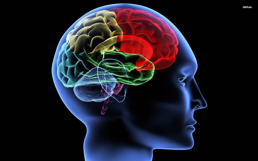 تصوير الدماغ .. هل يمكنه التنبؤ بالذكاء وتوفير طرق جديدة للسيطرة على والأمراض العقلية؟