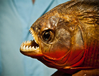 السمكة المتوحشة بأسنان شبيهة بمصاصى الدماء