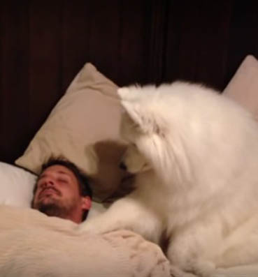 بالفيديو .. كلب يحاول إيقاظ صاحبه من النوم
