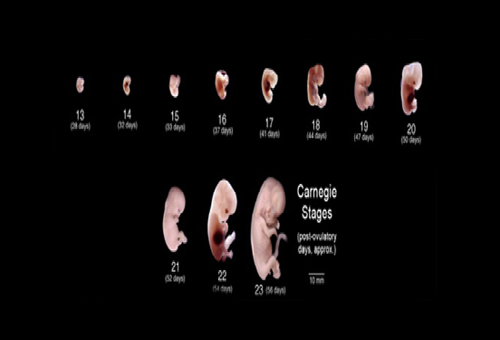 تطور الجنين في أسابيع الحمل الأولي 