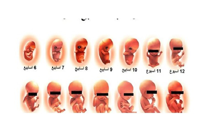 تطور نمو الجنين من الأسبوع التاسع وحتى الثاني عشر