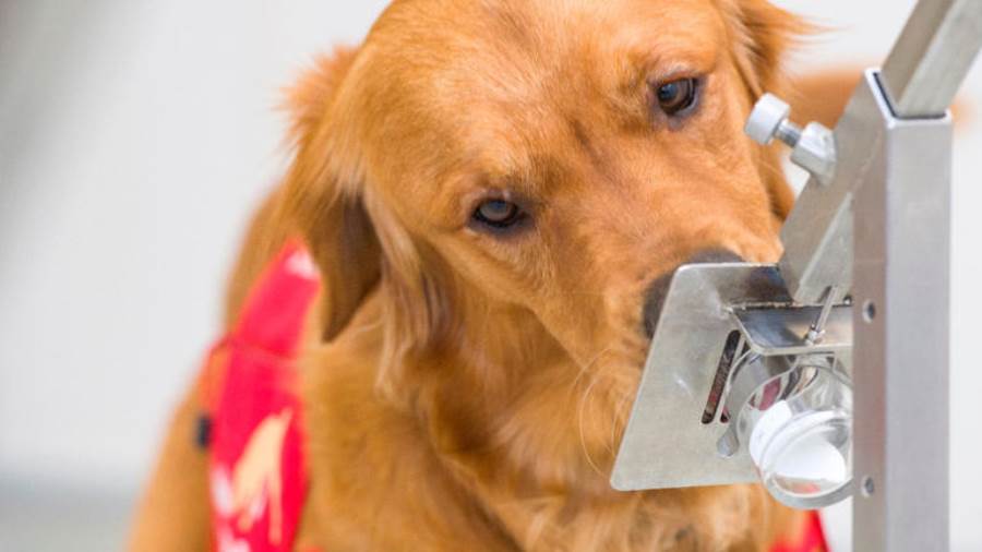 هل فيروس كورونا له رائحة؟! عالمة بريطانية تدرِّب الكلاب على شم الفيروسات