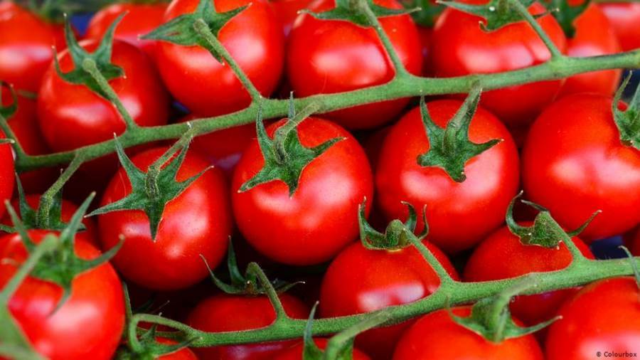 لمحبين الطماطم.. أضرارها وفوائدها على جسم الإنسان