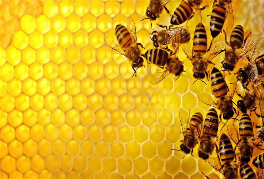 مؤتمر باليونان للتداوي بمنتجات النحل يكشف حقائق هامة