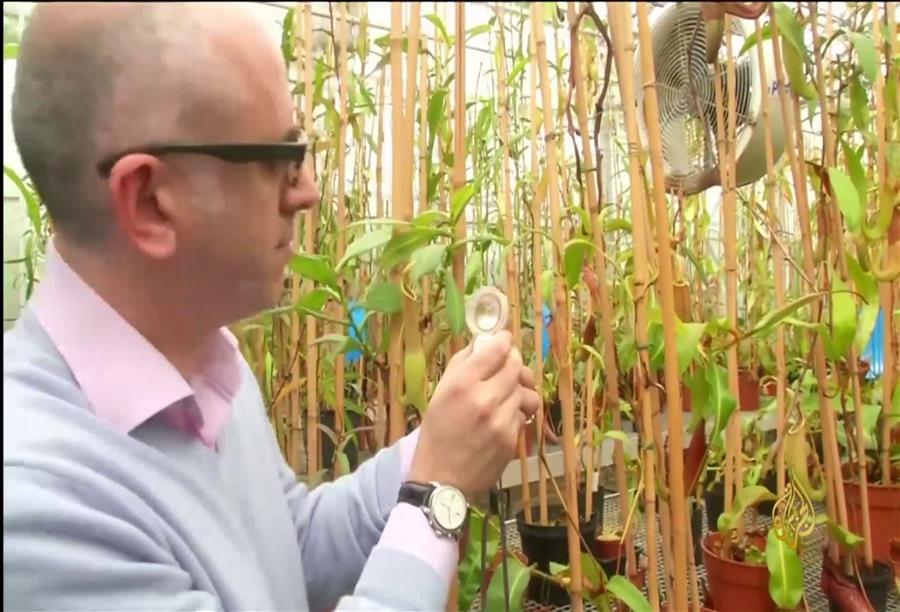 علماء النبات يستخدمون الإشعاع لاستنباط مواد غذائية جديدة للبلدان النامية