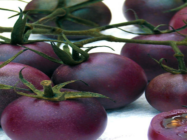 دراسة : إنتاج ثمرة طماطم "بنفسجية" مقاومة للسرطان