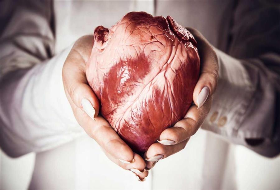 بدأ التجارب على الخلايا الجذعية لمعالجة أمراض القلب النادرة