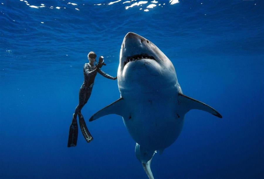 لتجنب هجمات القرش المميتة انتبه لما يلي