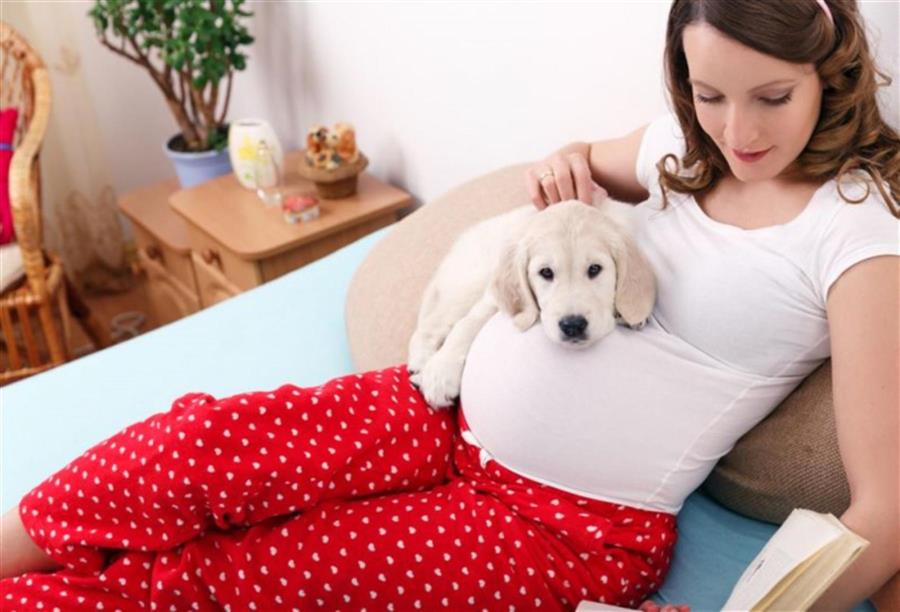 كيف تتعاملين مع حيواناتك الأليفة أثناء فترة الحمل؟