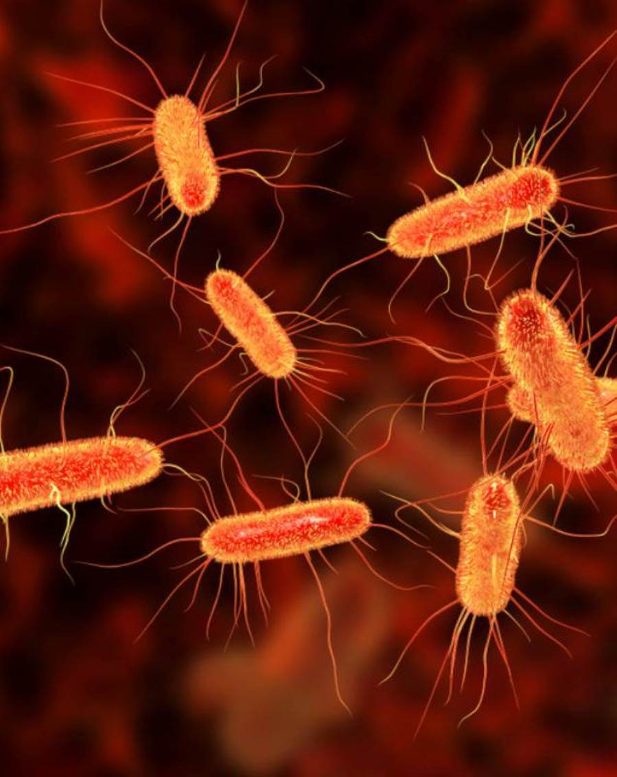 بكتيريا «إي كولاي» مهندسة وراثيا تحول السكريات لوقود البيوتانول الحيوي بكفاءة 10 مرات