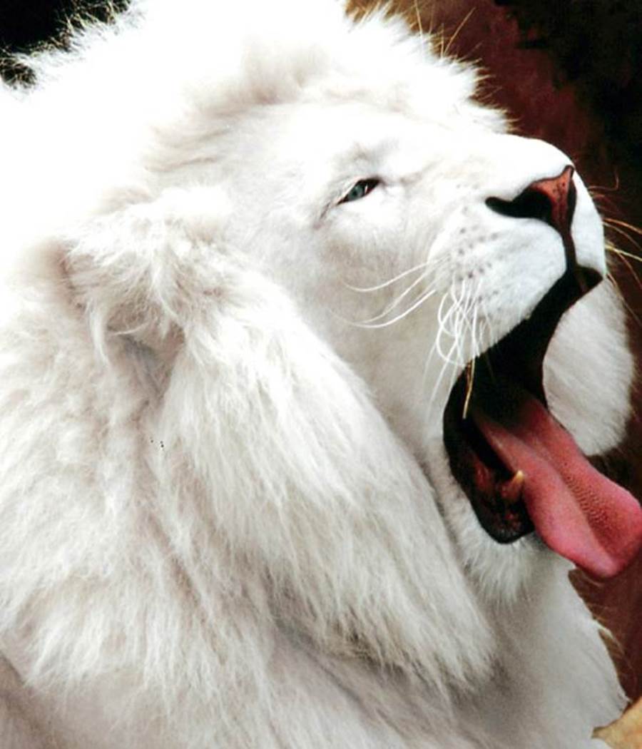الأسد الأبيض.. من أندر وأجمل الحيوانات في العالم 