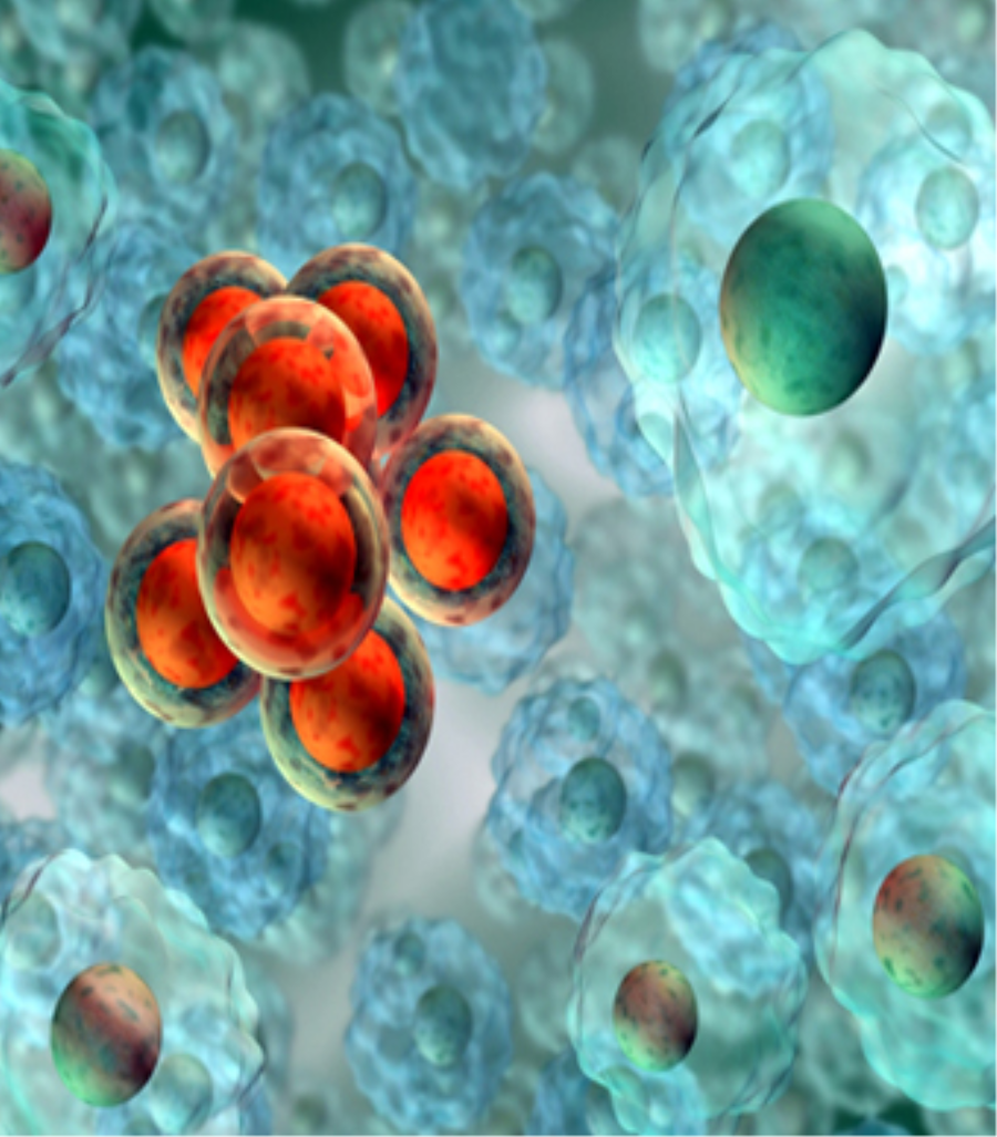 العلماء يوظفون نتائج الدراسات العلمية للخلايا الجذعية في تطبيقات طبية