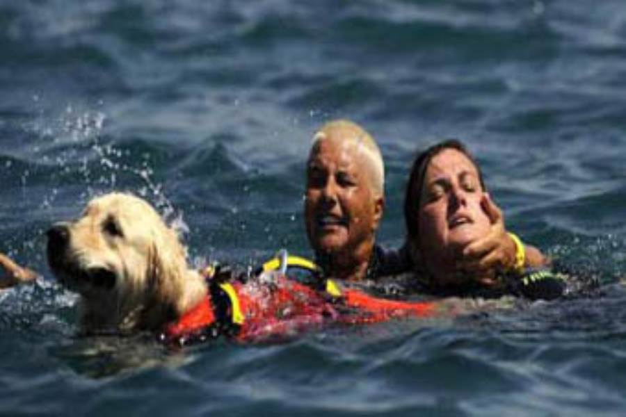  كلب ينقذ حياة مسن من الغرق على غرار الكلبة "لاسى"