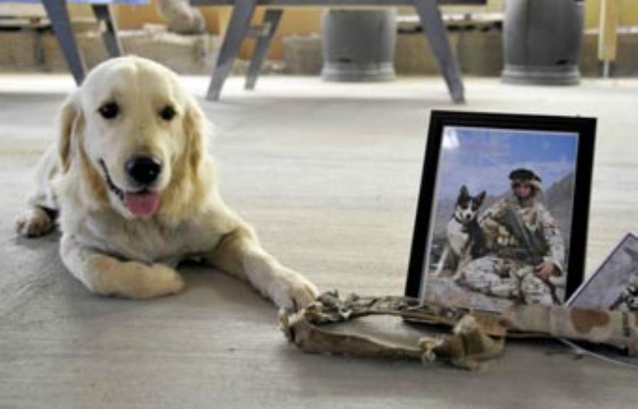 مقتل مسئول حكومى دفاعا عن كلبه فى فيتنام