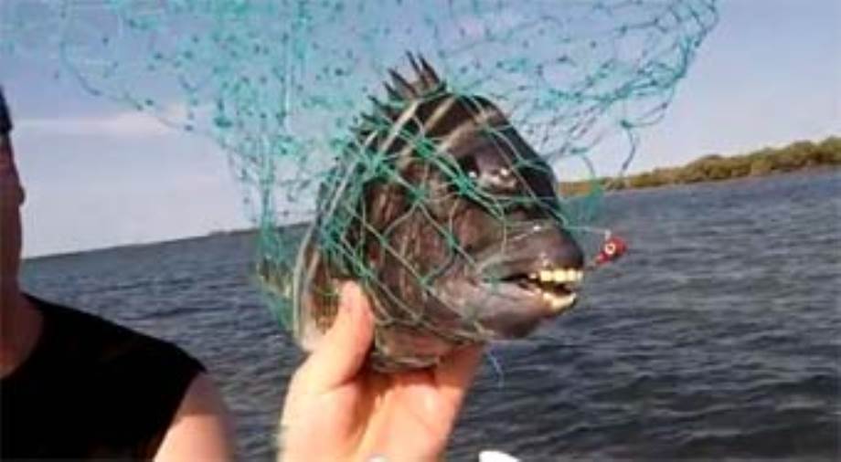 بالفيديو .. سمكة أسنانها مثل أسنان الإنسان