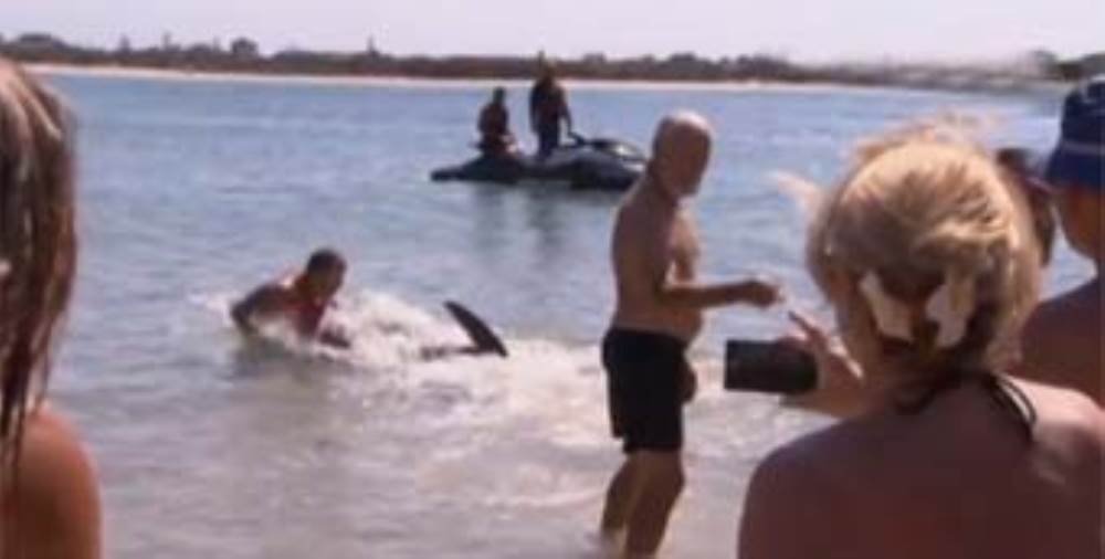 بالفيديو .. رجل يصارع سمكة قرش ليبعدها عن الأطفال علي أحد الشواطيء الأسترالية