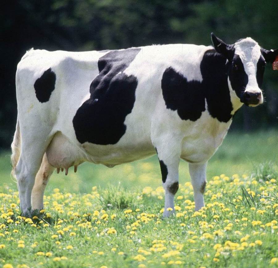 دراسة : جسم الإنسان بطبيعته يحمل البروتينات المسببة لمرض جنون البقر