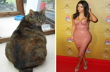 Kit Kardashian قطة تشبه كيم كارداشيان