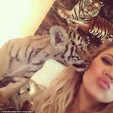 كلوي كارداشيان تتلقى قبلة من نمر .. فتغضب جمعية الرفق بالحيوان