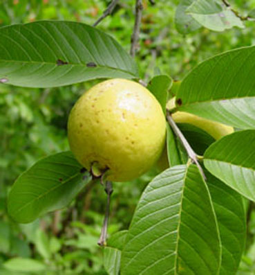 18 سر وفائدة لأوراق الجوافة للبشرة والشعر والصحة