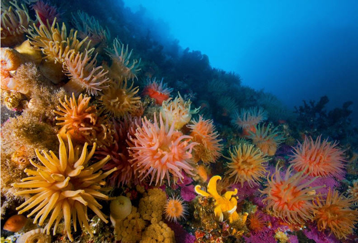 أعشاب البحر تبطئ نمو الخلايا السرطانية