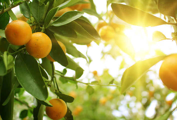 استخدامات مدهشة جديدة لقشور البرتقال