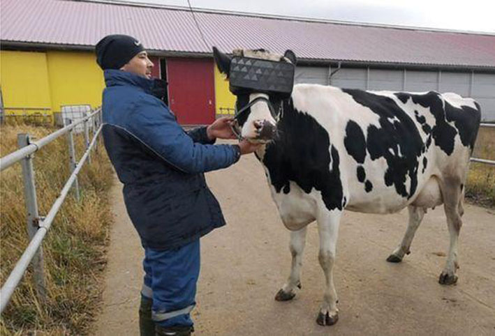 روسيا تخصص أجهزة الواقع الإفتراضى للأبقار لتخفيف القلق..!