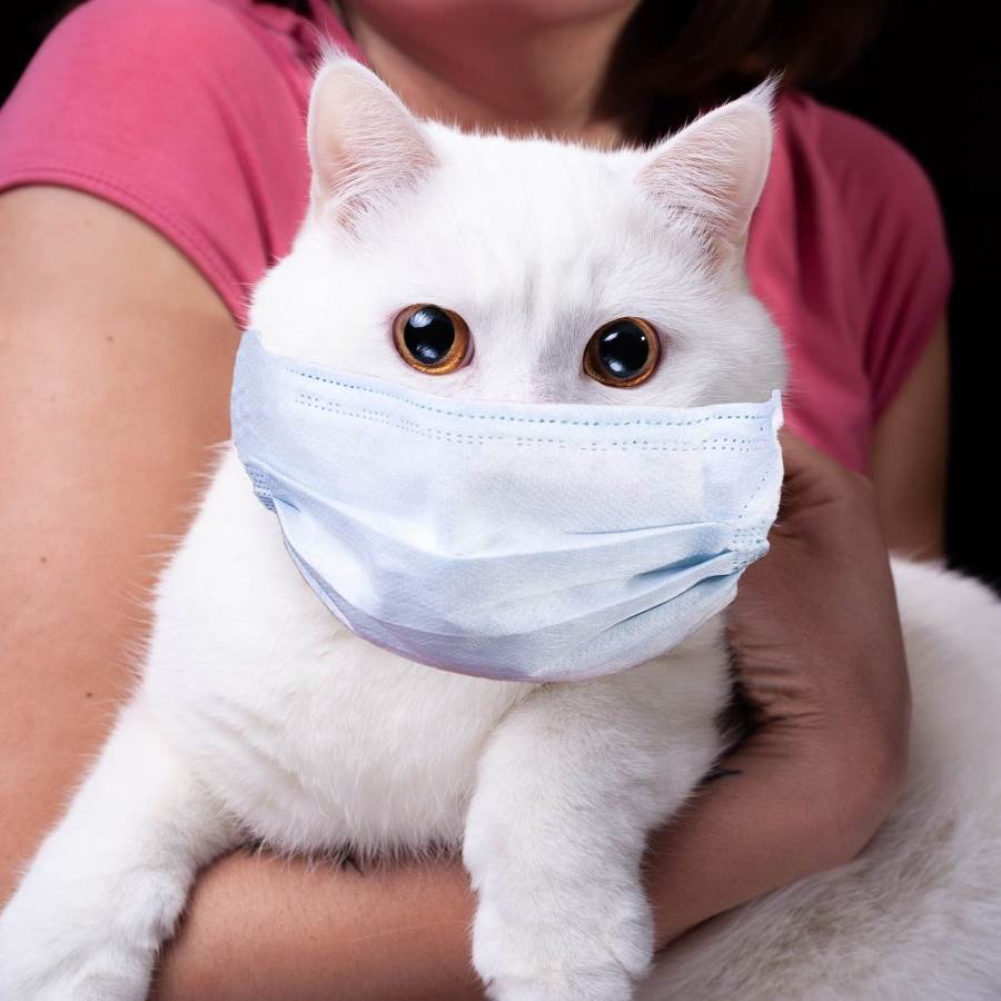 طبيب يحذر أصحاب القطط من كورونا