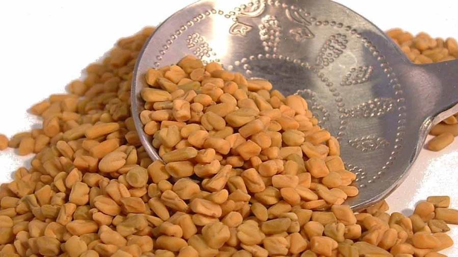 تناول بذور الحلبة