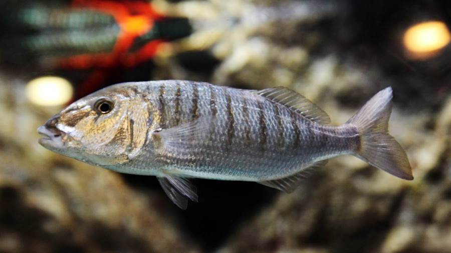 سمك يحمى من كورونا