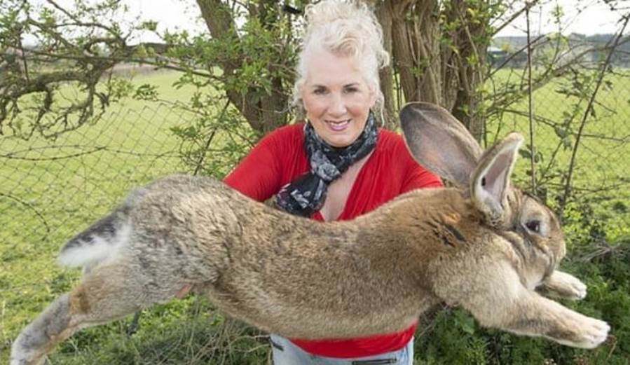 سرقة أكبر أرنب في العالم من منزل صاحبته