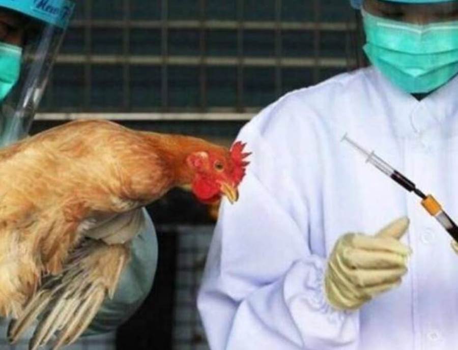 أنتبه .. تفشي إنفلونزا الطيور "H5N8" في منطقة صينية