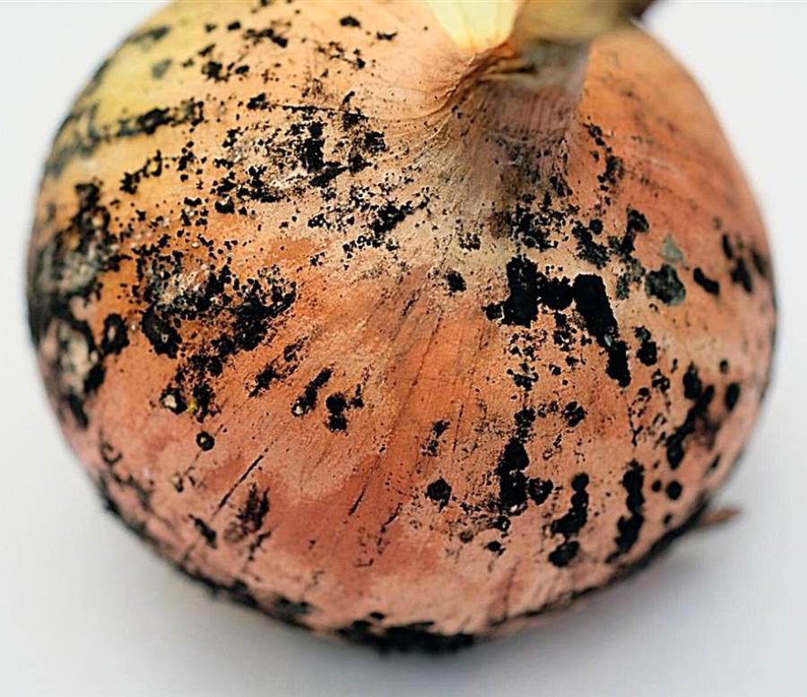 ماعلاقة العفن الأسود في البصل ومرض الفطر الأسود؟
