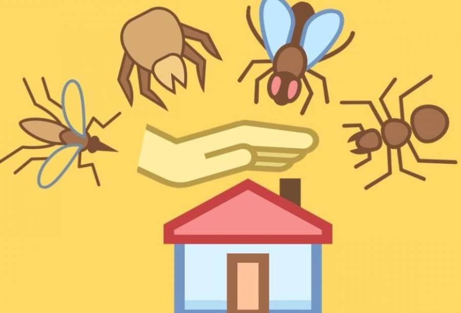 طرق التخلص من الحشرات الزاحفة بالمنزل