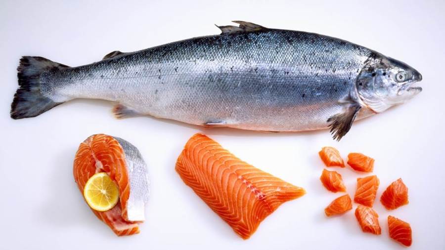 سمك السلمون