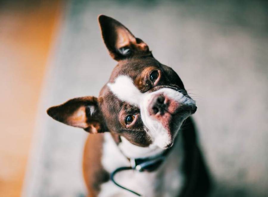 دراسة تكشف السبب الذي يجعل الكلاب تميل برأسها عند التحدث إليها