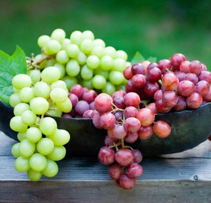 دراسة: العنب أفضل فاكهة من أجل صحة الأمعاء