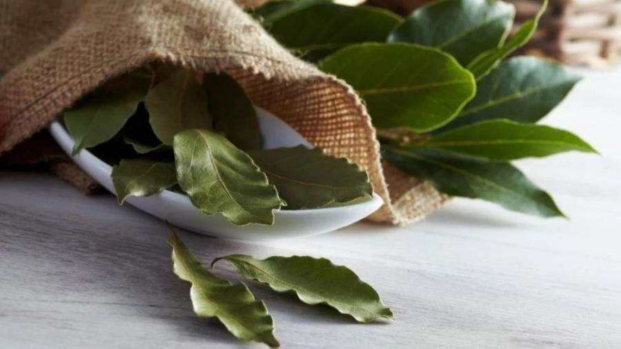 فوائد ورق الغار في تعزيز نضارة وشباب بشرتك