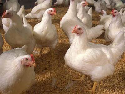 إنفلونزا الطيور تغزو أوروبا وتعود لماليزيا ومخاوف بالصين