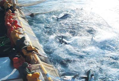 بسبب الصيد الغير منظم .. بعد 50 عاما "لن تبقى اسماك في البحر"