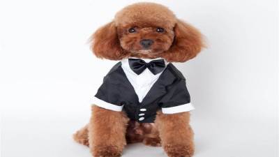 عروس تستبدل عريسها الهارب من حفل زفافها بكلب