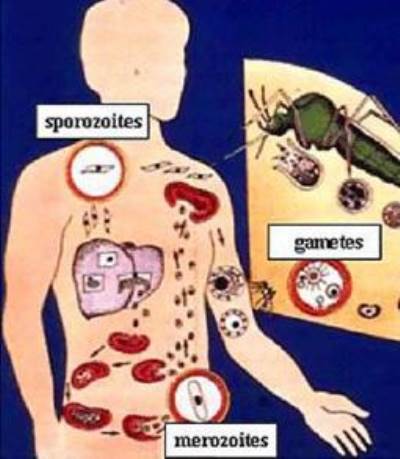 "إنجاز علمي" في مجال معالجة الملاريا