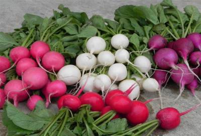 الفجل .. قليل في السعر عظيم في الفائدة